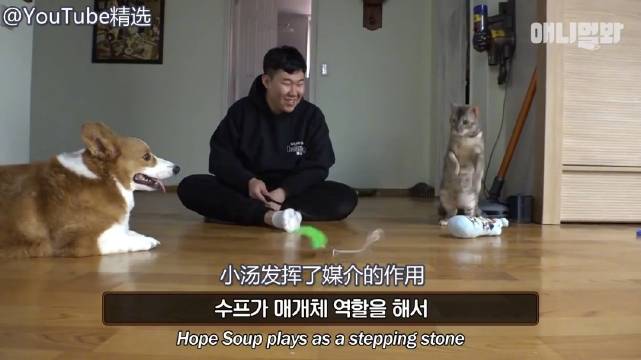 “灵魂互换”的猫狗